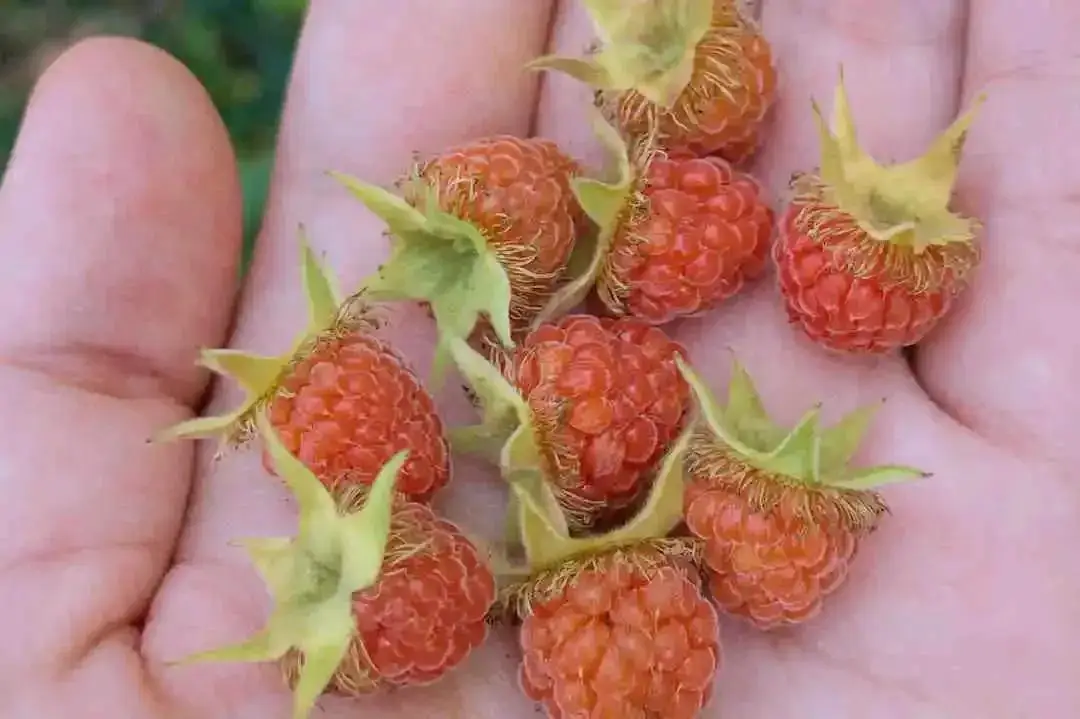 种植野果致富吗_致富种植野果的句子_致富种植野果图片