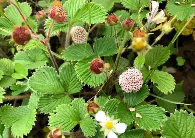 种植野果致富吗_致富种植野果图片_致富种植野果的句子