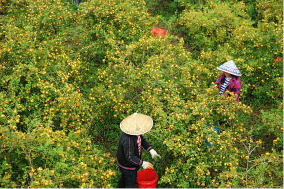 种植野果致富吗_致富种植野果视频_种植野果前景如何