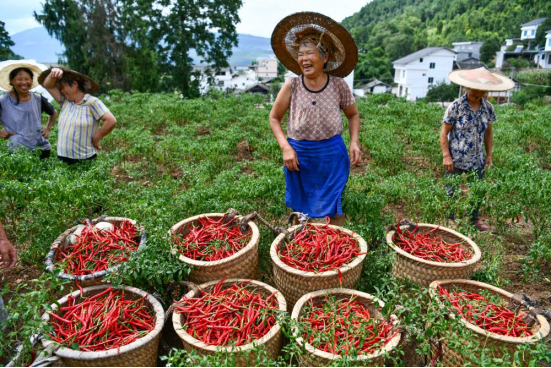 种植野果前景如何_致富种植野果视频_种植野果致富吗