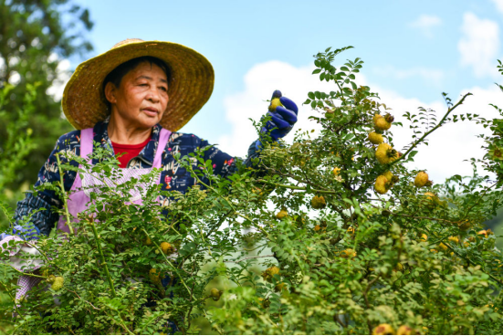 致富种植野果视频_种植野果致富吗_种植野果前景如何