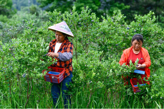 种植野果致富吗_致富种植野果视频_种植野果前景如何