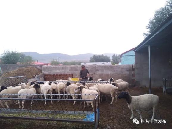 致富养殖肉羊故事简介_养殖肉羊致富故事_致富经肉羊养殖视频