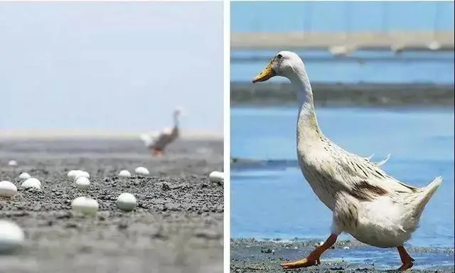 养海鸭蛋的基本条件_海鸭蛋养殖场_致富经养海鸭蛋视频