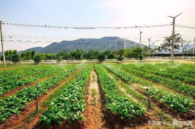 秋季莴笋种植方法_秋季种植莴笋什么时候育苗_秋季莴笋种植技术视频