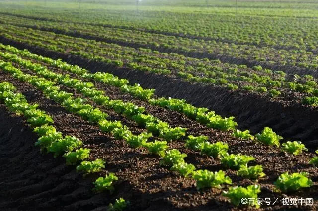 秋季种植莴笋什么时候育苗_秋季莴笋种植技术视频_秋季莴笋种植方法