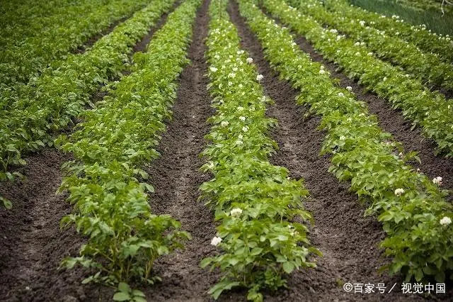 秋季种植莴笋什么时候育苗_秋季莴笋种植方法_秋季莴笋种植技术视频