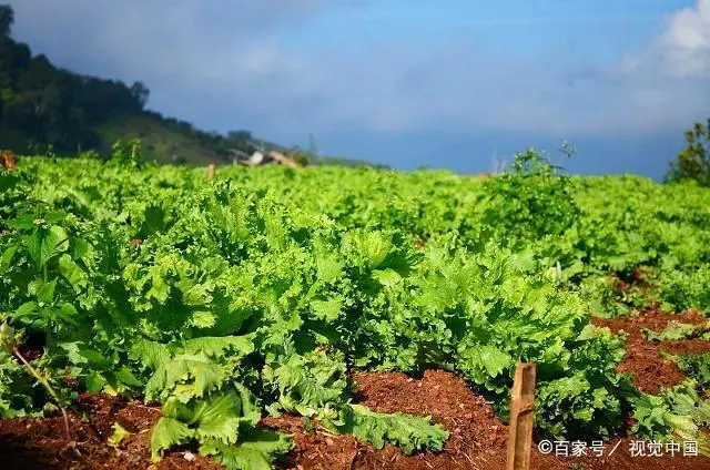 秋季莴笋种植方法_秋季莴笋种植技术视频_秋季种植莴笋什么时候育苗