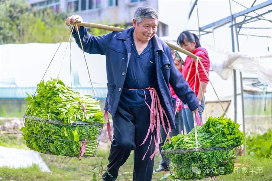 大棚种植药材致富_大棚药材种植成本与利润_大棚药材种植项目