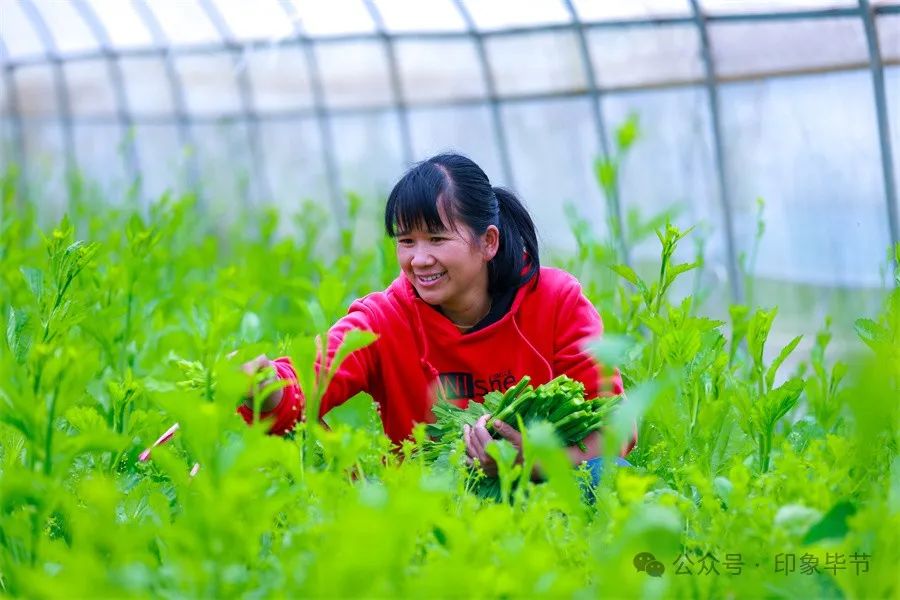 大棚药材种植项目_大棚药材种植成本与利润_大棚种植药材致富