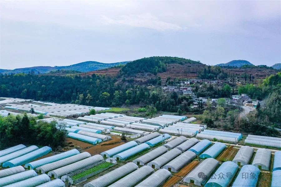 大棚药材种植项目_大棚药材种植成本与利润_大棚种植药材致富