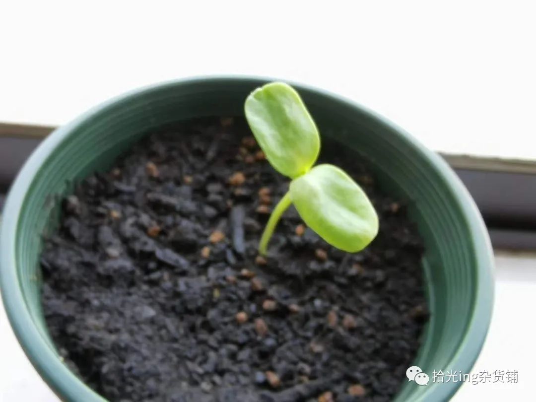 向日葵盆栽种植技术与管理_向日葵盆景怎么种植_向日葵盆栽种植技术