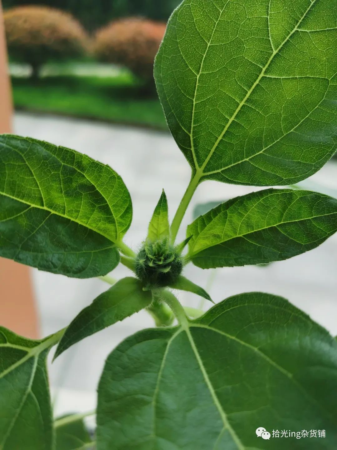 向日葵盆景怎么种植_向日葵盆栽种植技术与管理_向日葵盆栽种植技术