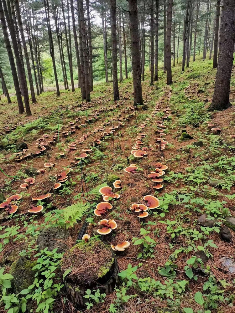 中药材大棚_大棚药材种植成本与利润_大棚种植药材致富