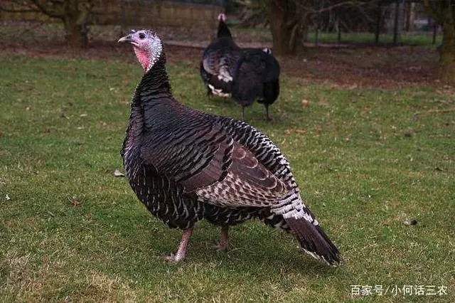 鲮鱼养殖技术要养多久_鳇鱼养殖需要多久_鳊鱼养殖注意事项