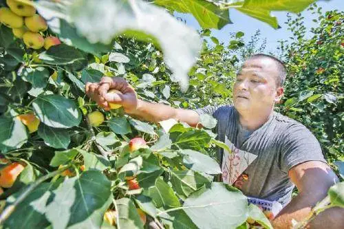 种植野果致富吗_致富种植野果的句子_致富种植野果视频