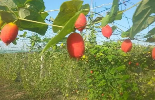 种植野果致富吗_致富种植野果的句子_致富种植野果视频