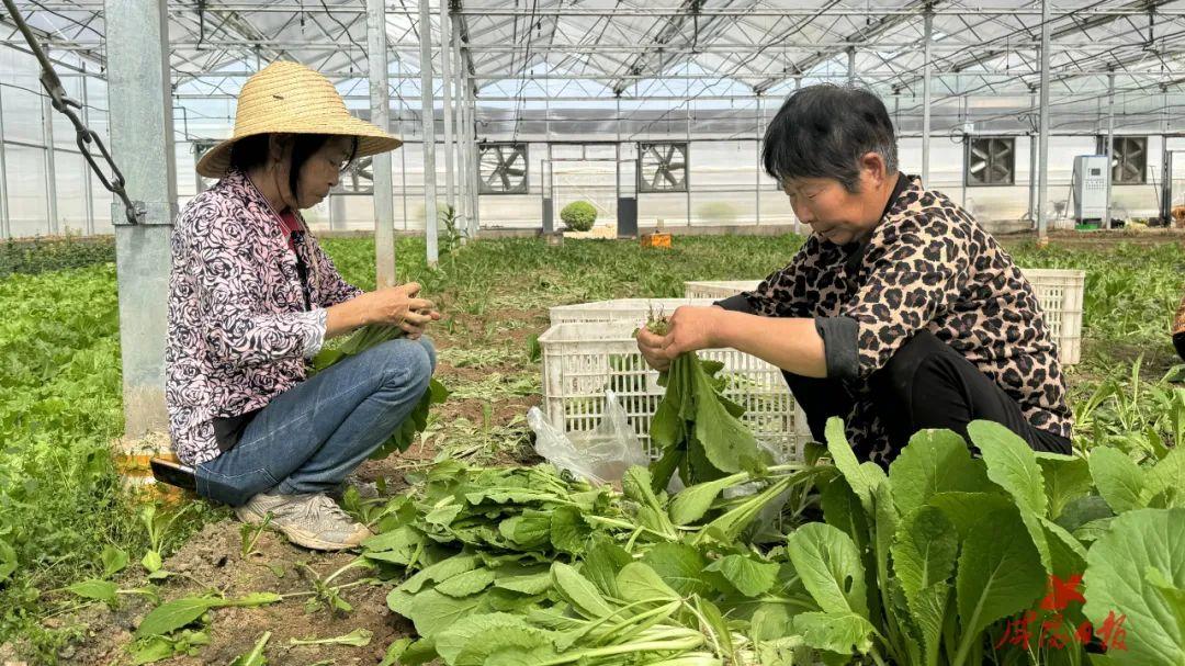 致富经辣椒红了_致富经辣椒财富_致富经辣椒种植视频