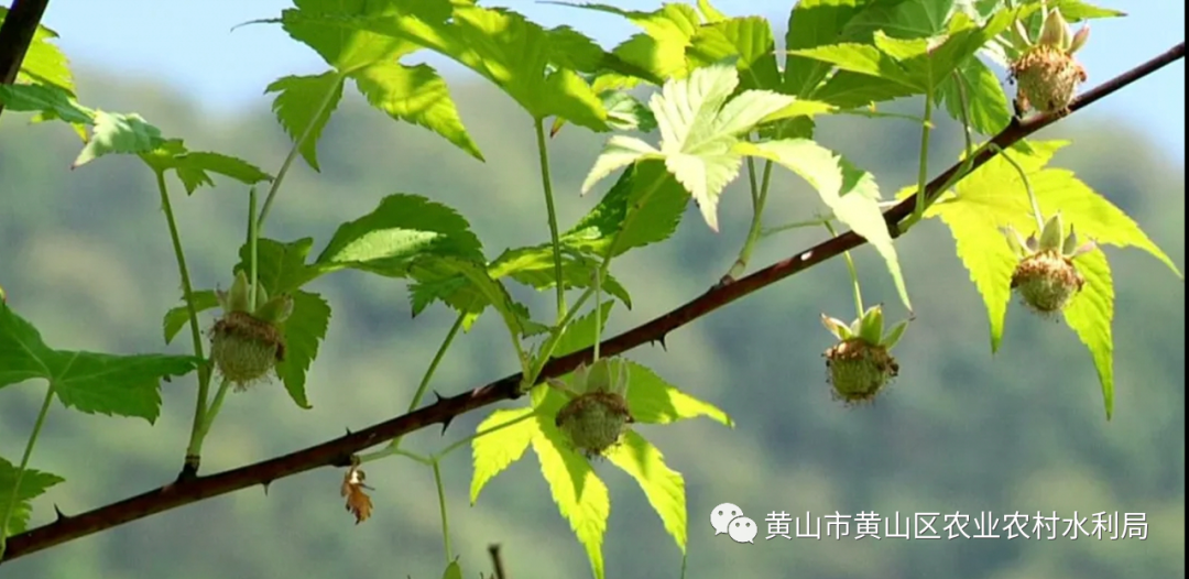 种植树莓的市场前景_种植树莓创业还有市场吗_种植树莓致富