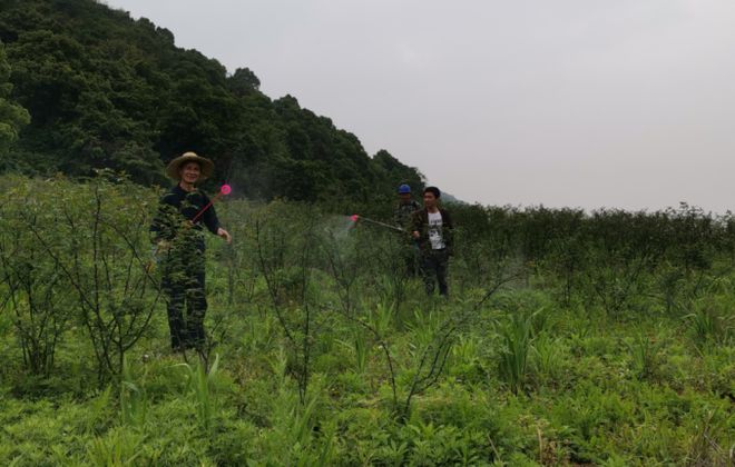 烟草种植致富带头人_种植烟草国家有补助吗_烟草种植赚钱吗