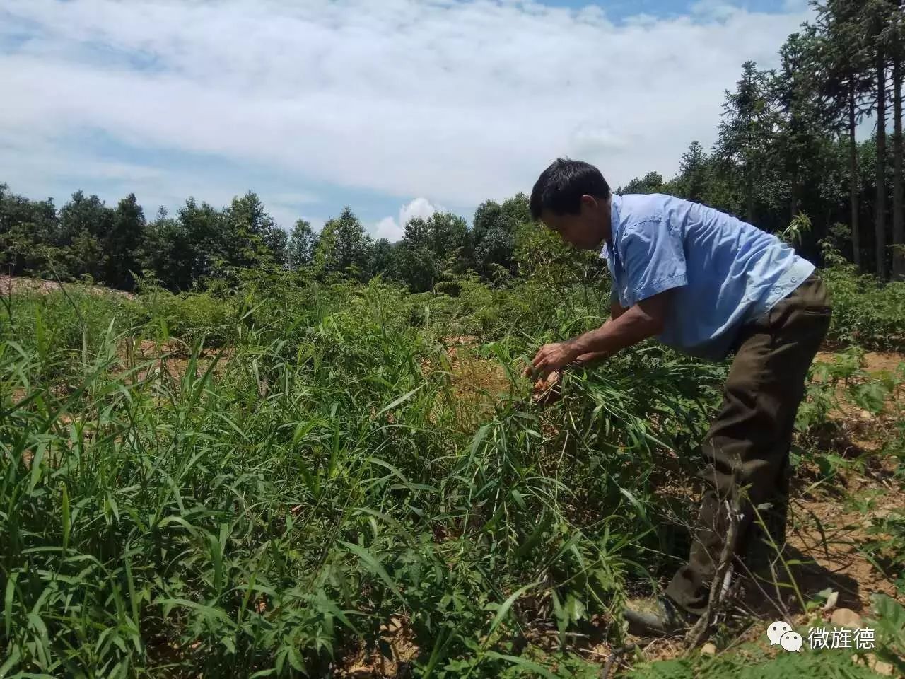 种植树莓的市场前景_种植树莓致富_致富经树莓种植视频