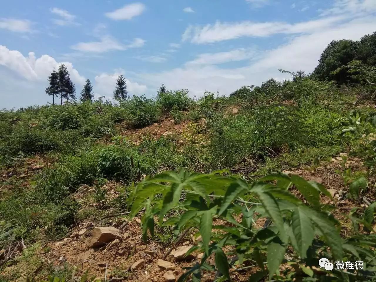 种植树莓的市场前景_致富经树莓种植视频_种植树莓致富