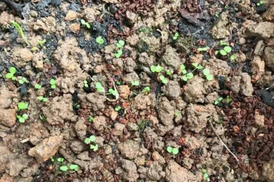 小葱种植技术和时间_种植小葱技术时间多长_种植小葱最佳时间表