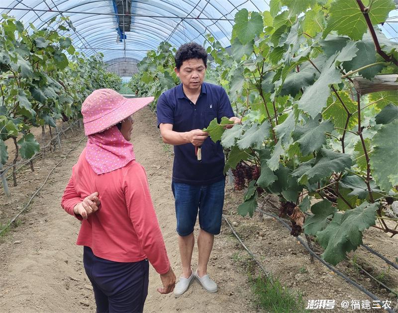 烟草种植致富带头人_烟草种植赚钱吗_种植烟草创业