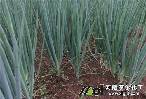 小葱种植用肥