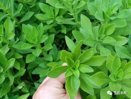 农村种植野菜致富_致富野菜种植农村图片大全_致富野菜种植农村有补贴吗