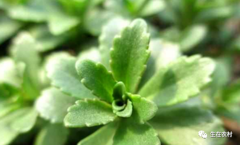 农村种植野菜致富_致富野菜种植农村有补贴吗_致富野菜种植农村图片大全