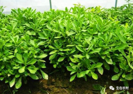 致富野菜种植农村有补贴吗_致富野菜种植农村图片大全_农村种植野菜致富