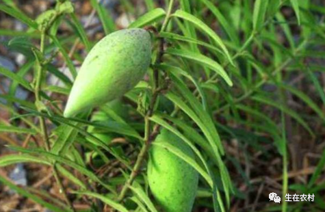 农村种植野菜致富_致富野菜种植农村有补贴吗_致富野菜种植农村图片大全