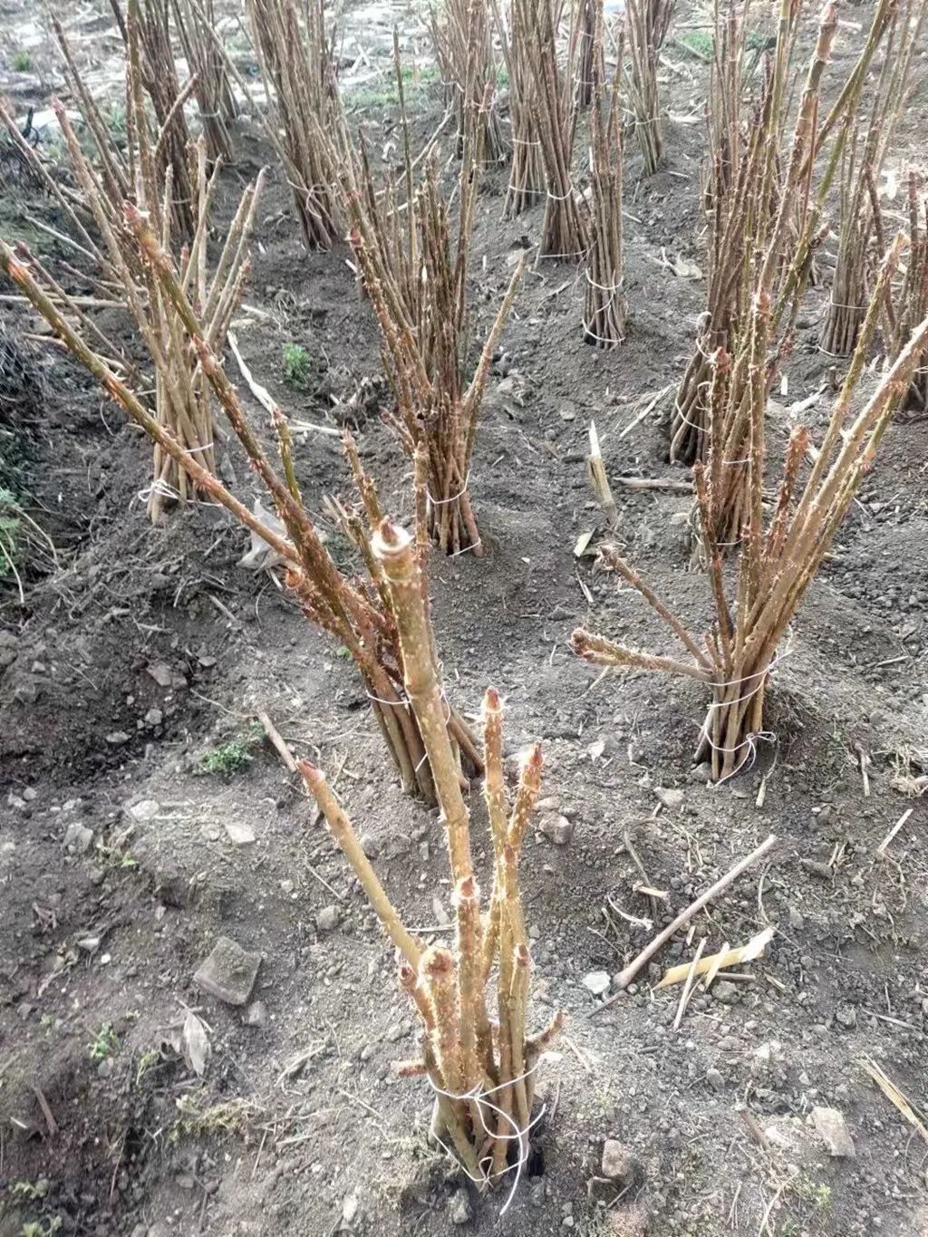 致富野菜种植农村图片大全_农村种植野菜致富_致富野菜种植农村有补贴吗