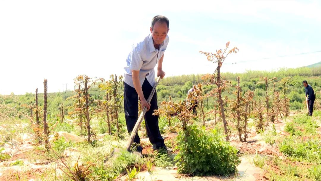 致富野菜种植农村有补贴吗_致富野菜种植农村视频_农村种植野菜致富