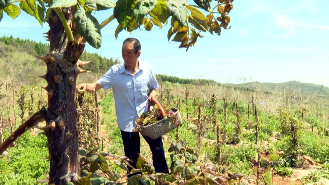 农村种植野菜致富_致富野菜种植农村视频_致富野菜种植农村有补贴吗