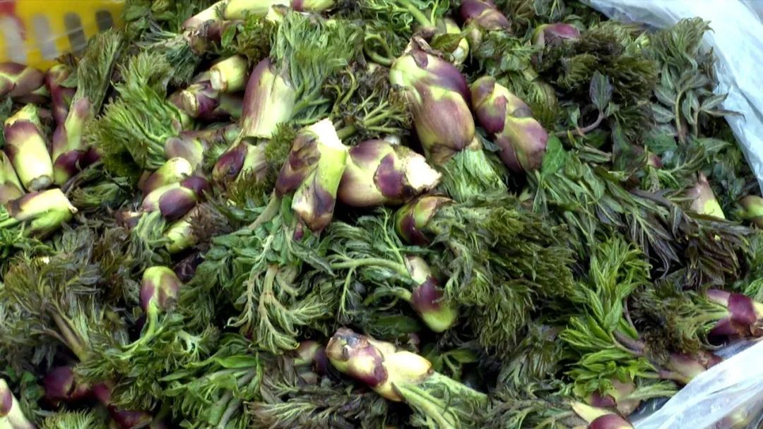 致富野菜种植农村有补贴吗_农村种植野菜致富_致富野菜种植农村视频