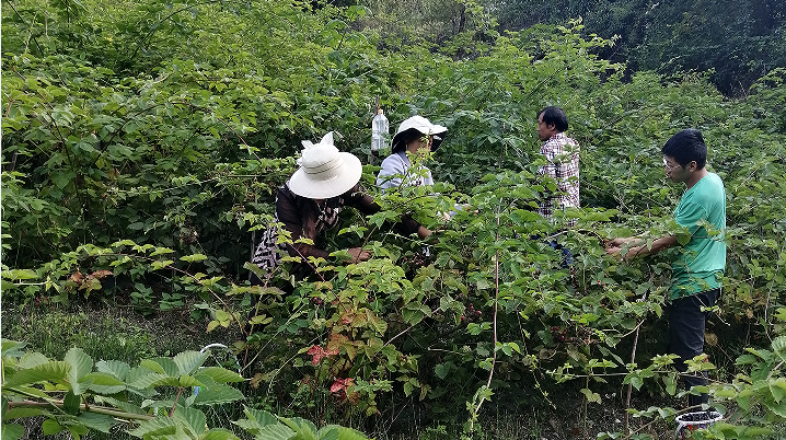 种植树莓应该注意什么_种植树莓的前景_种植树莓致富