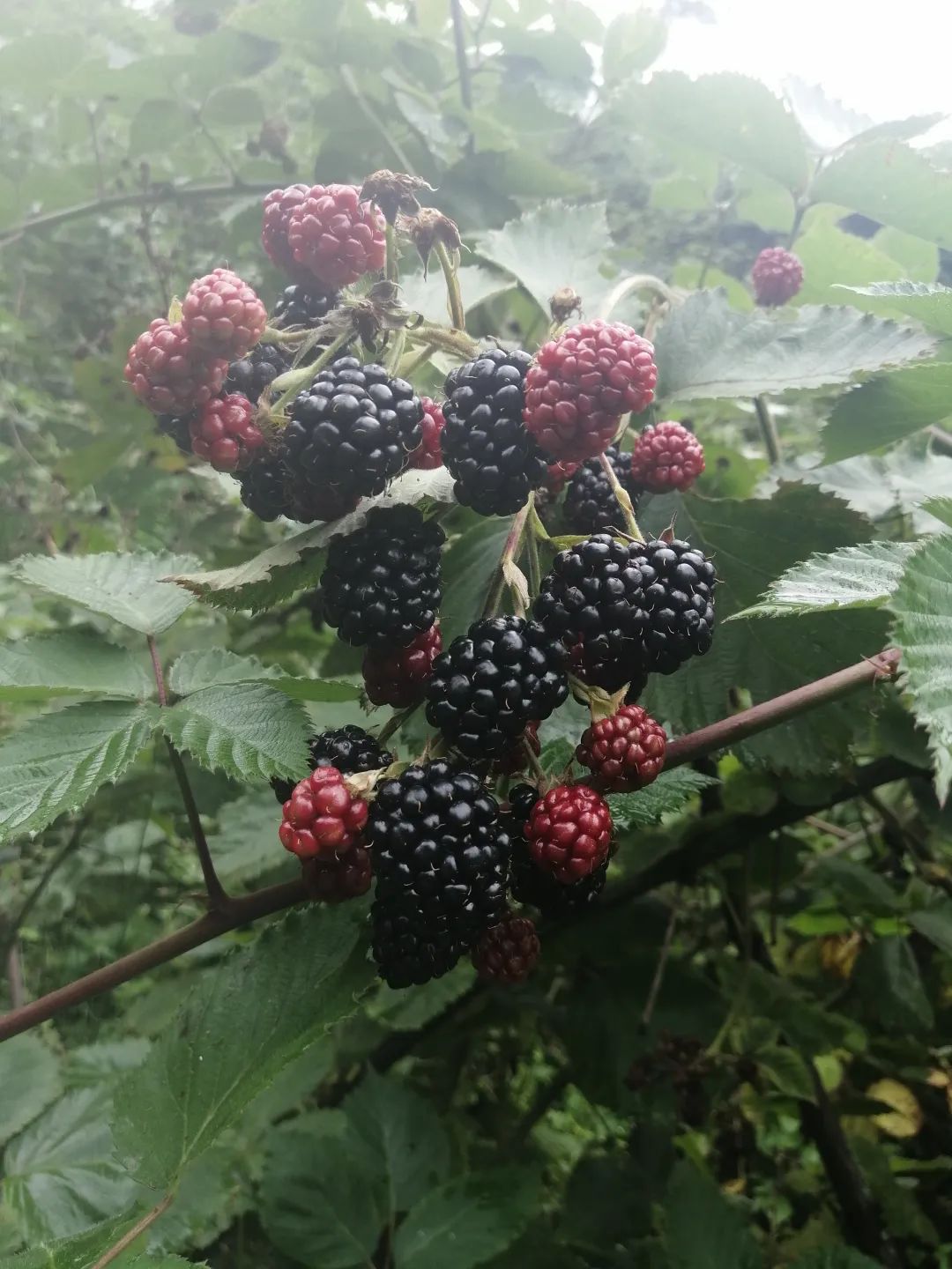 种植树莓的前景_种植树莓应该注意什么_种植树莓致富