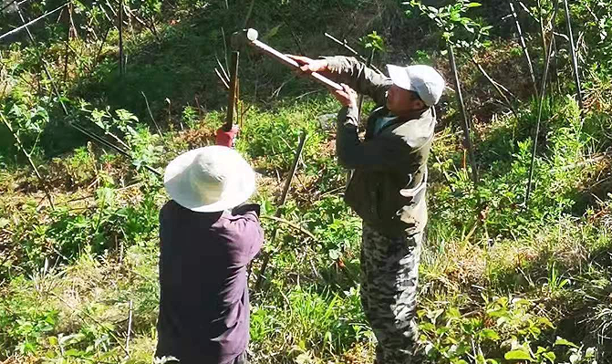 种植树莓应该注意什么_种植树莓的前景_种植树莓致富