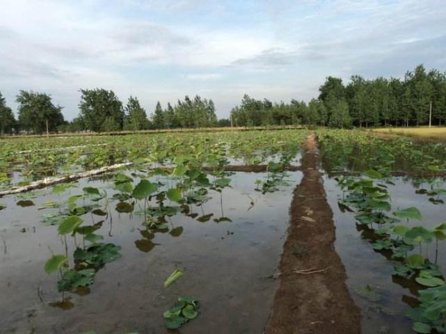 藕种植方法_莲藕种植技术视频播放_浅水藕种植技术视频