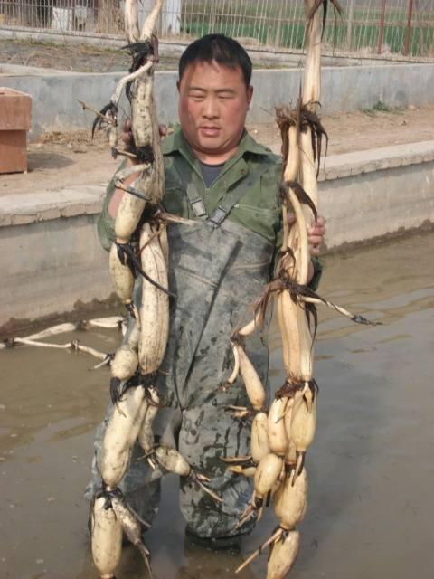 浅水藕种植技术视频_莲藕种植技术视频播放_藕种植方法