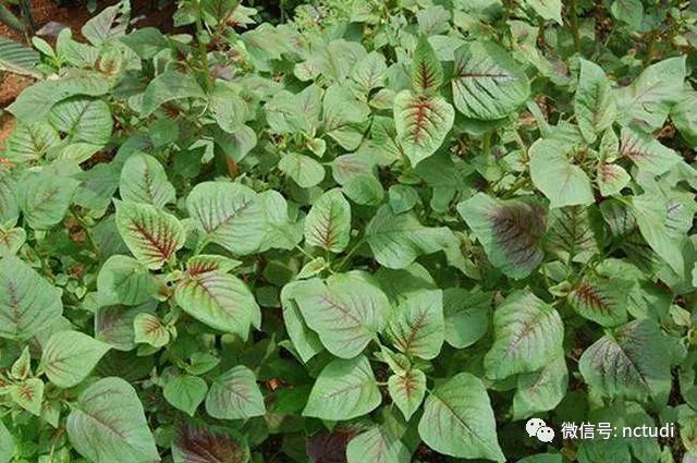 农民种植这几种野菜，曾经无人问津，如今身价翻倍