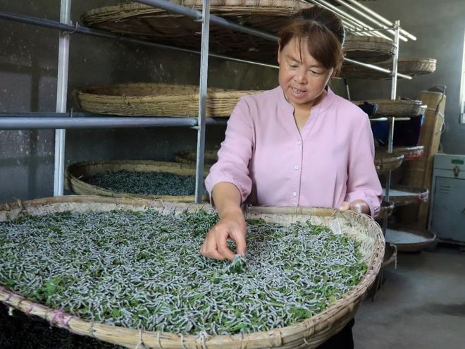 致富经辽宁野菜_辽宁山野菜_致富辽宁野菜视频