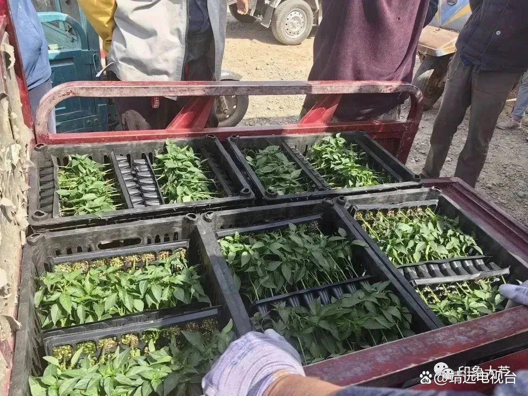 致富种植视频全集_致富经种火龙果_致富火经种植