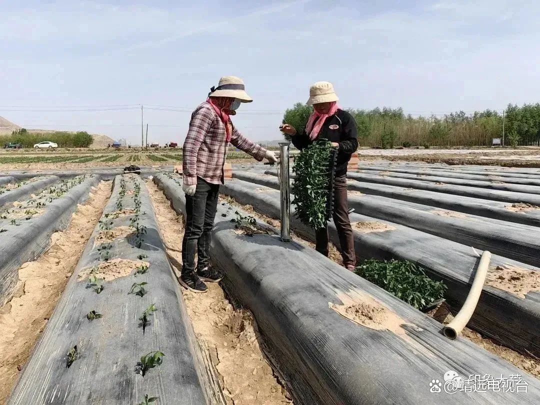 致富火经种植_致富经种火龙果_致富种植视频全集