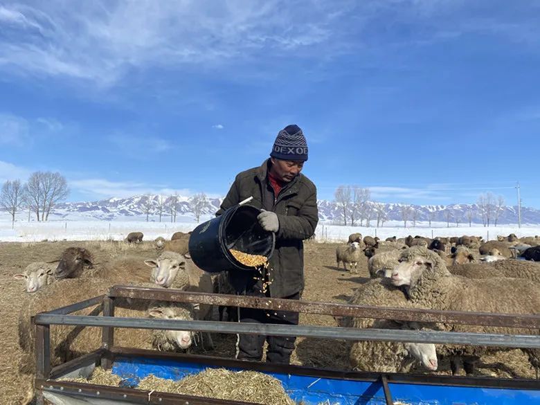 致富经肉羊养殖视频_养殖肉羊致富故事_致富养殖肉羊故事视频