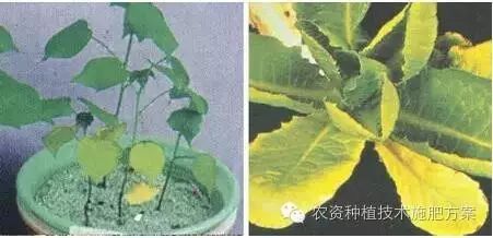 致富经怎样让土豆高产_土豆高产技术_土豆致富带头人