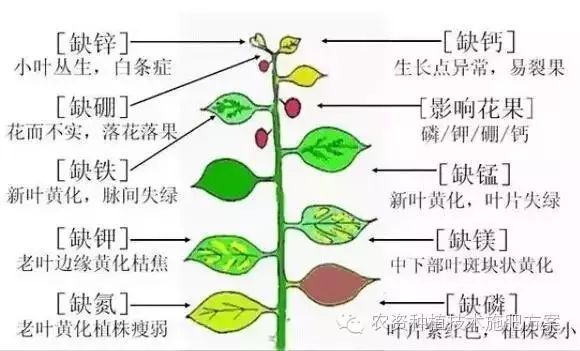 致富经怎样让土豆高产_土豆高产技术_土豆致富带头人