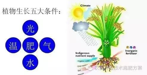 致富经怎样让土豆高产_土豆高产技术_土豆致富带头人